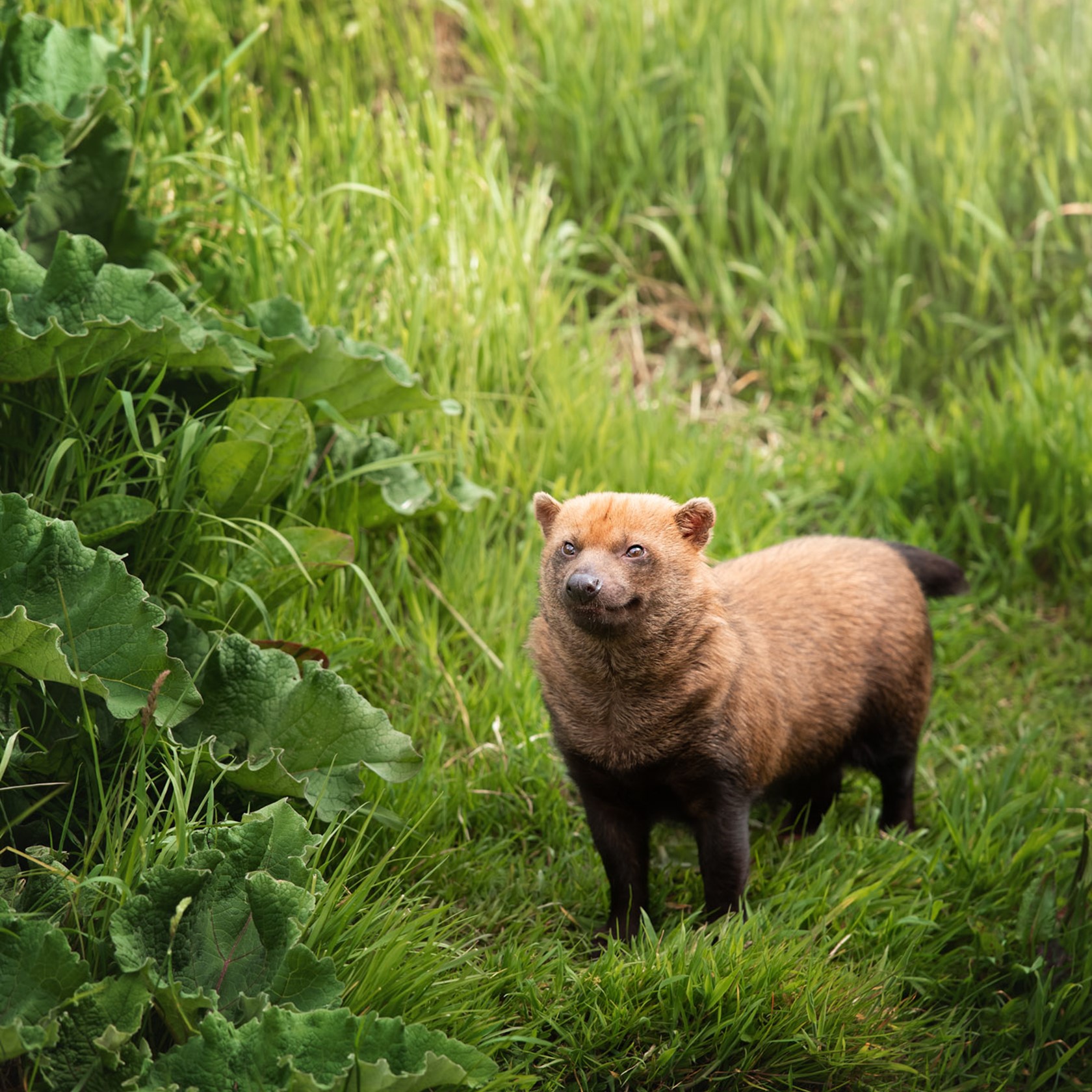 Bush dogs at Jersey Zoo | Durrell