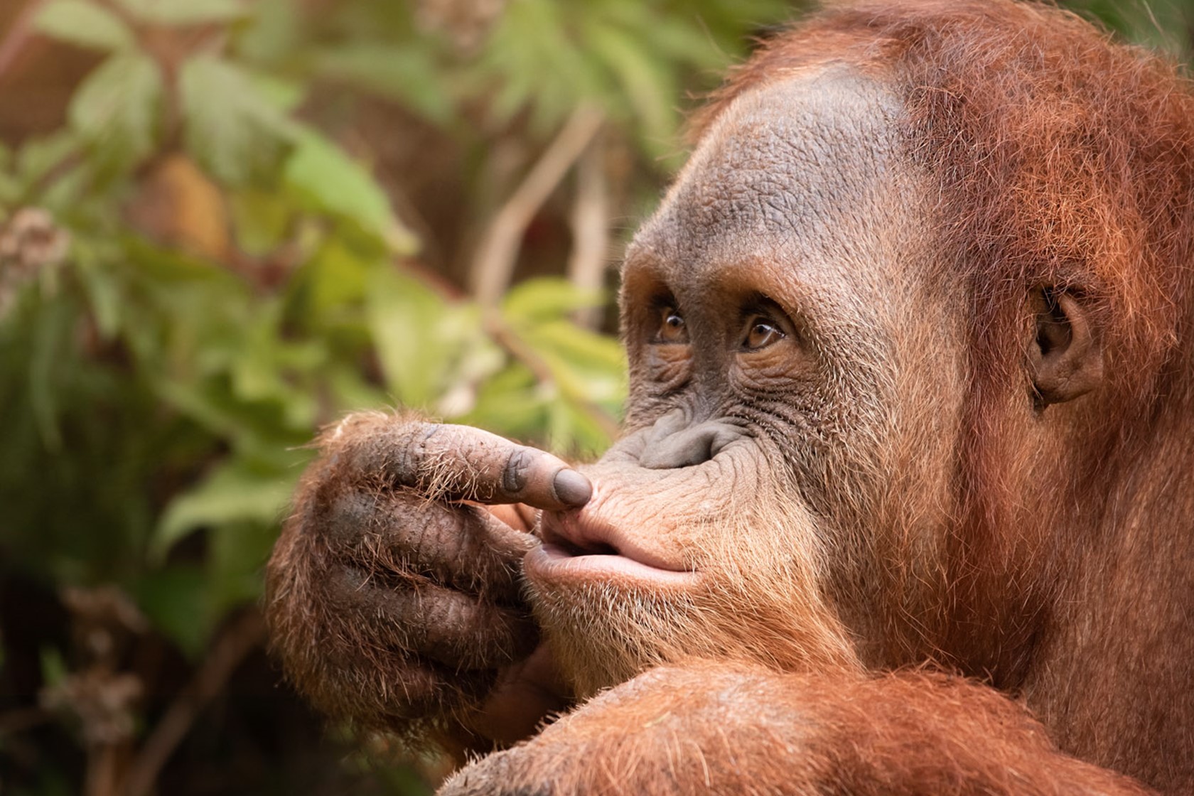 Sumatran Orangutan 2020 11