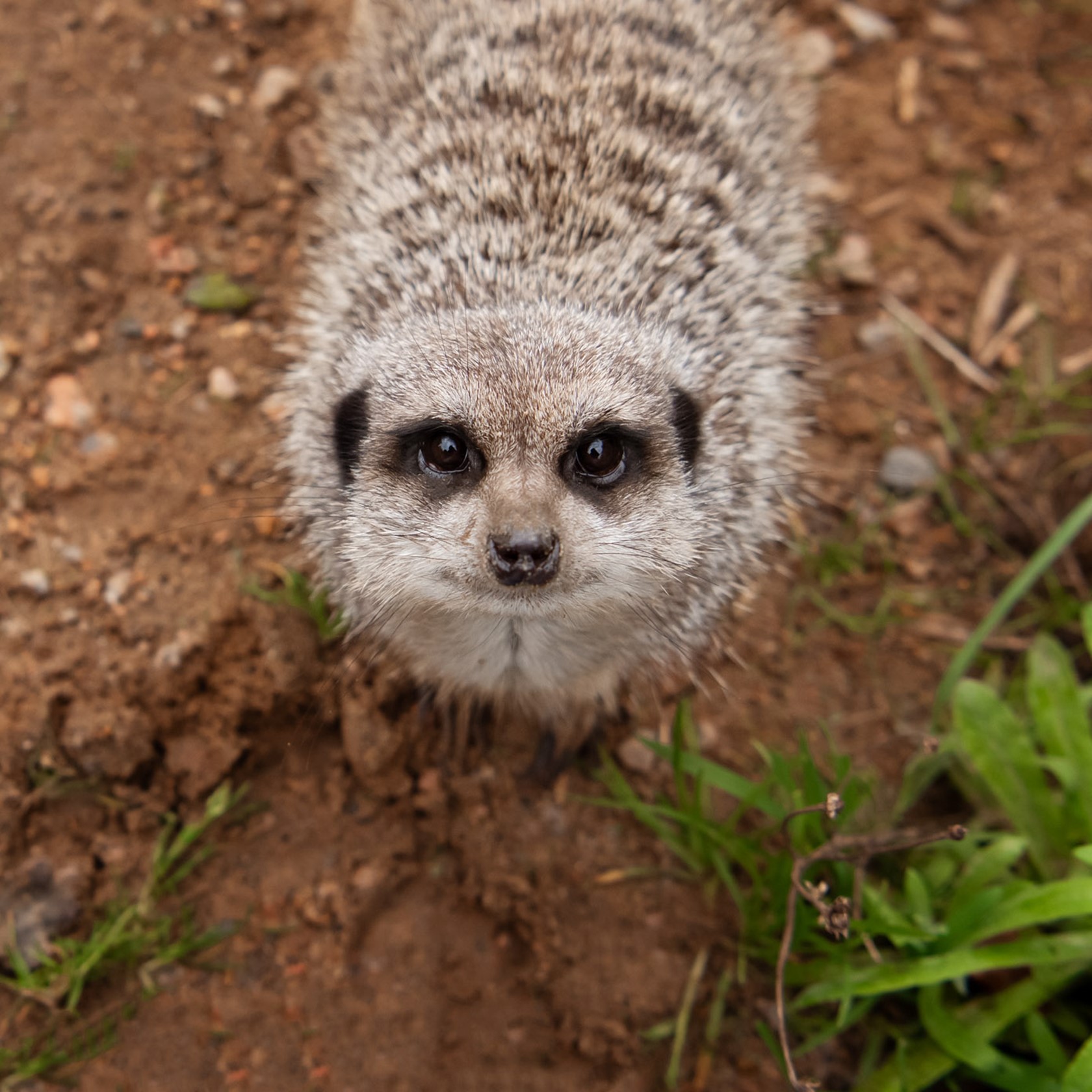 Slender Tailed Meerkat at Jersey Zoo