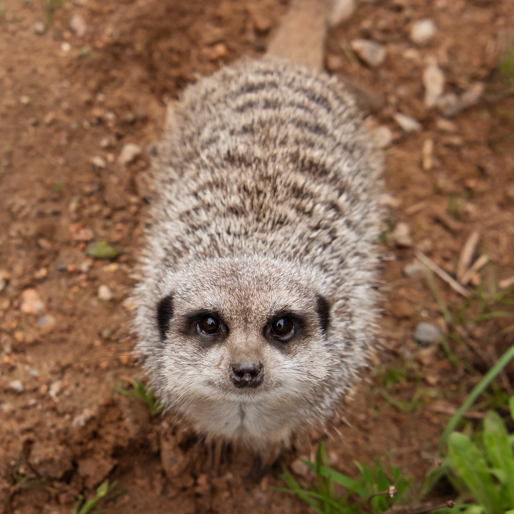 Slender Tailed Meerkat at Jersey Zoo