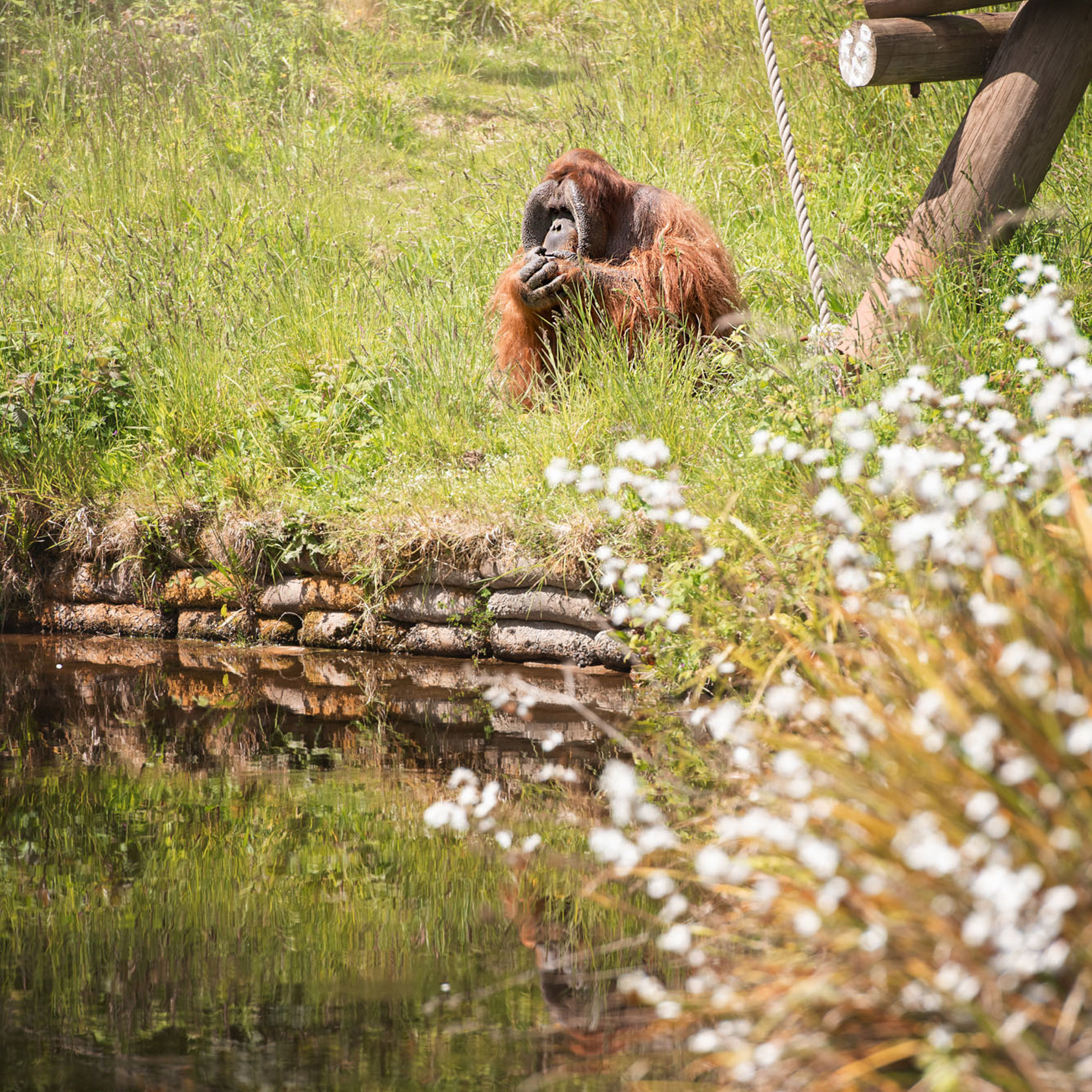 Sumatran Orangutan 2021 01