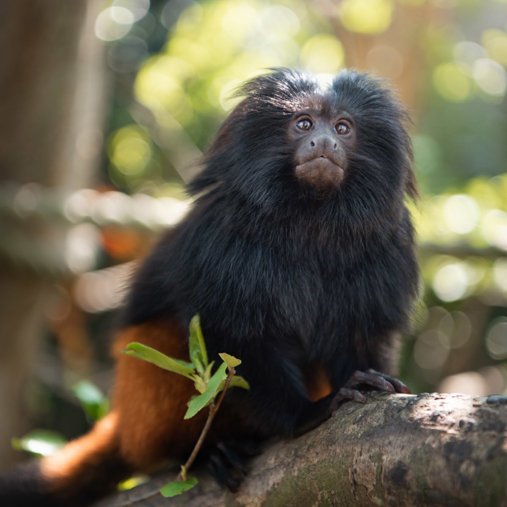 Black Lion Tamarin 2021 05
