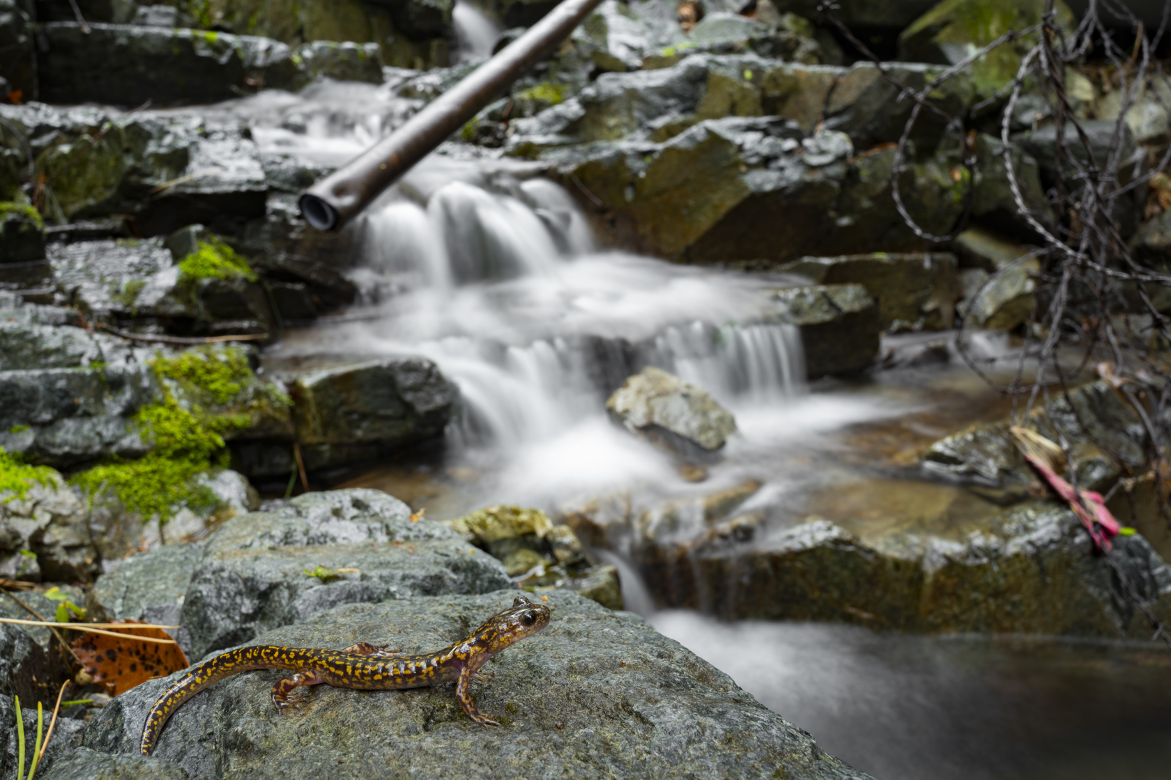 Yangsan Clawed Salamander (Onychodactylus Sillanus) Copyright Kenneth Chin Yu An (1)
