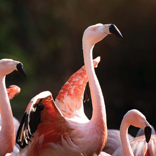 Dwct Adoptions Flamingo