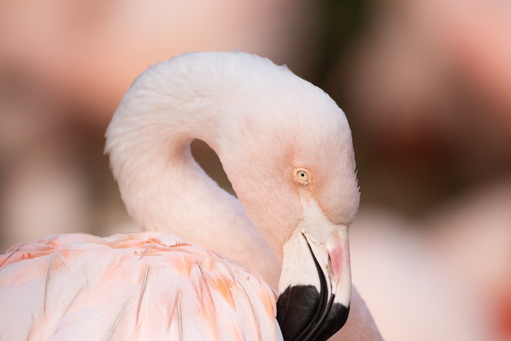 Chilean Flamingo grooms itself at Jersey Zoo