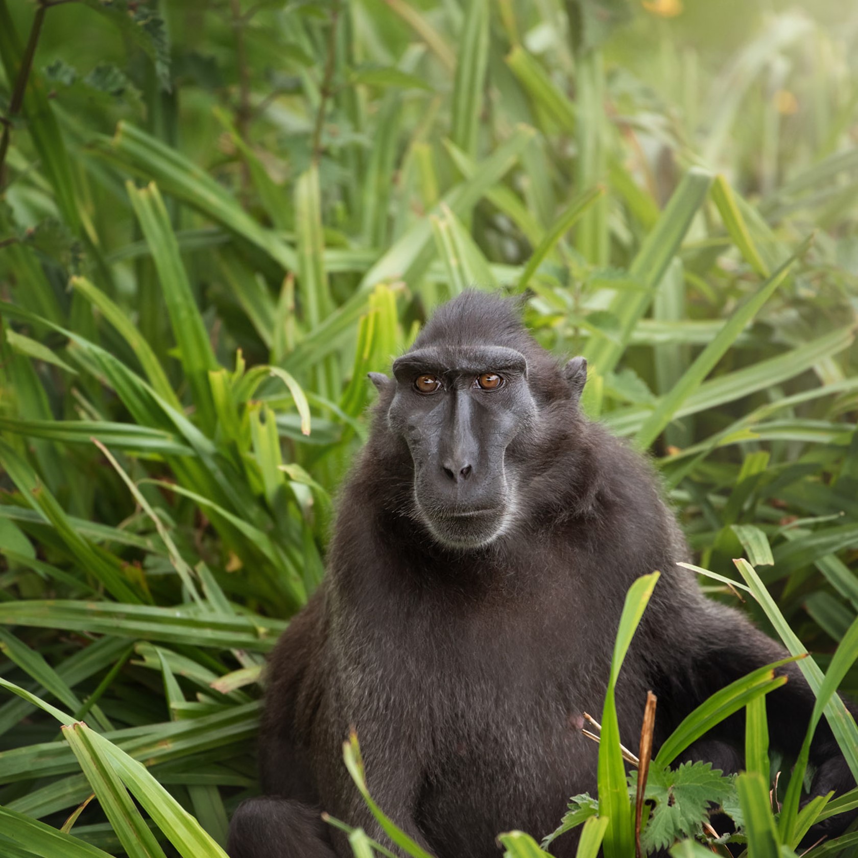 Sulawesi Crested Macaque 2021 07