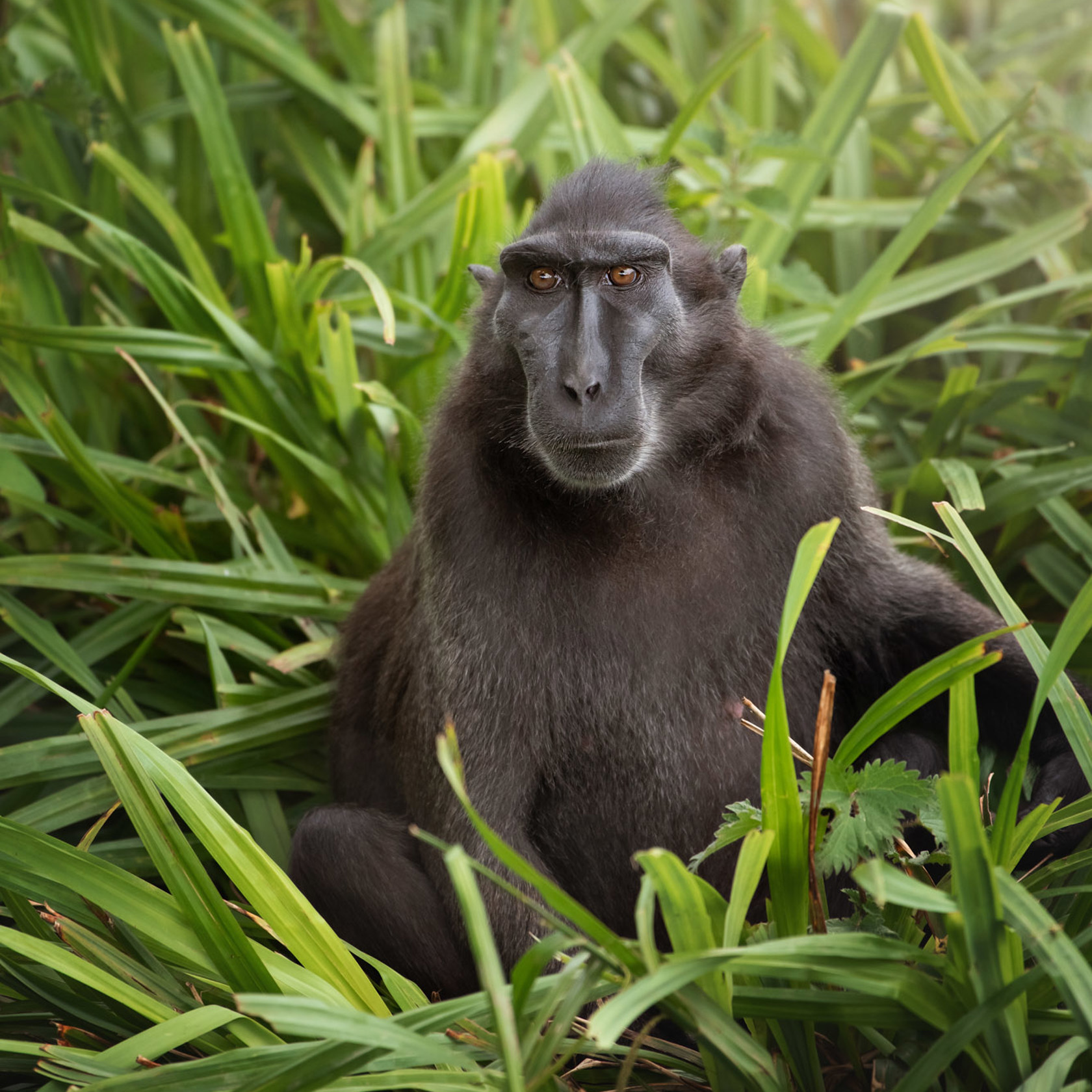 Sulawesi Crested Macaque 2021 07