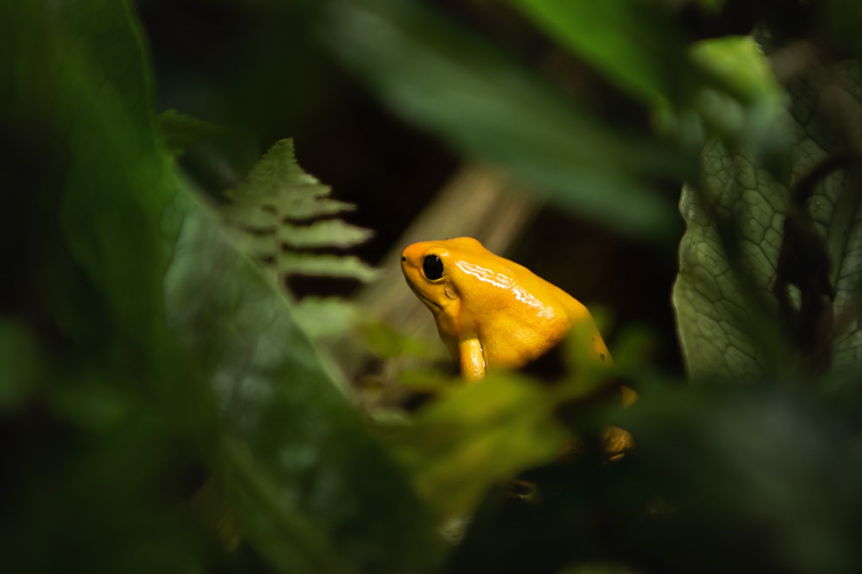 Golden Poison Dart Frog 2021 03