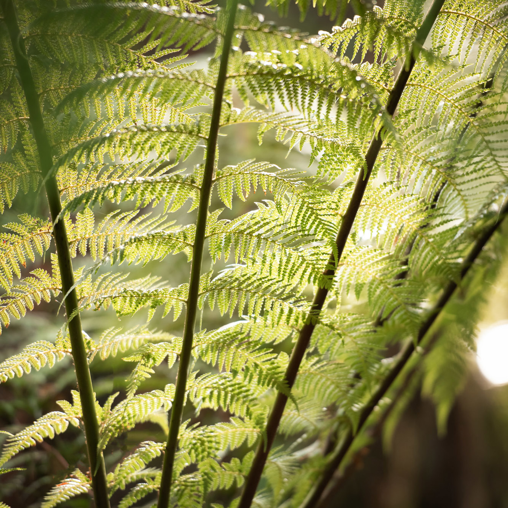 Zoo Flora 2021 07