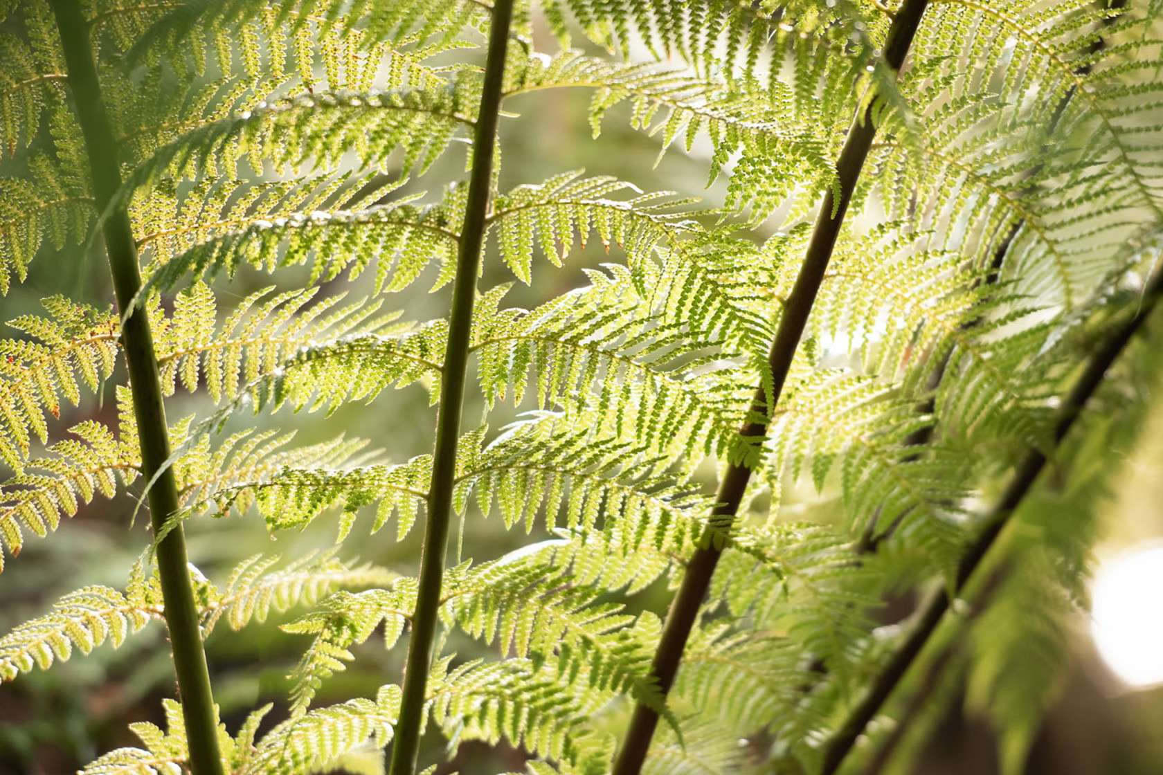 Zoo Flora 2021 07