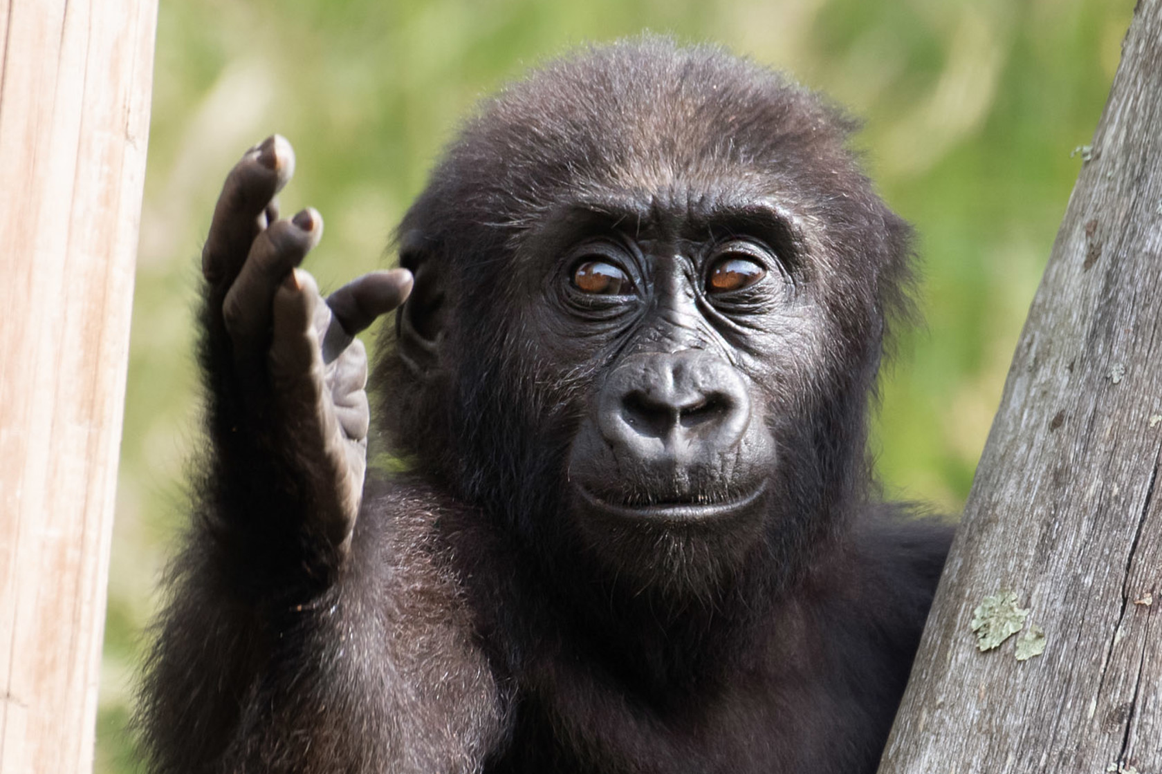 Infant western lowland gorilla at Jersey Zoo