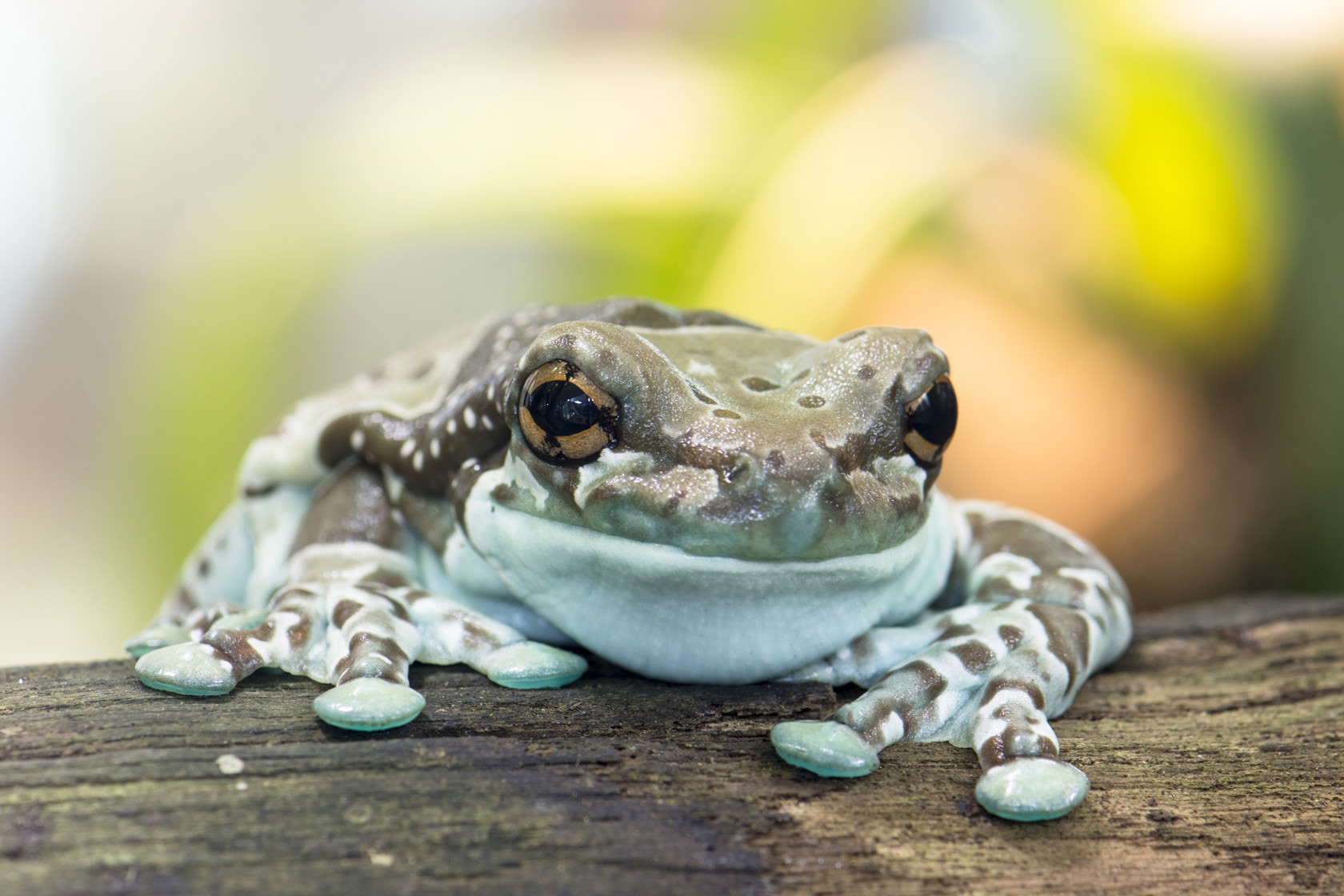 Mission Golden Eyed Tree Frog Nina Powell