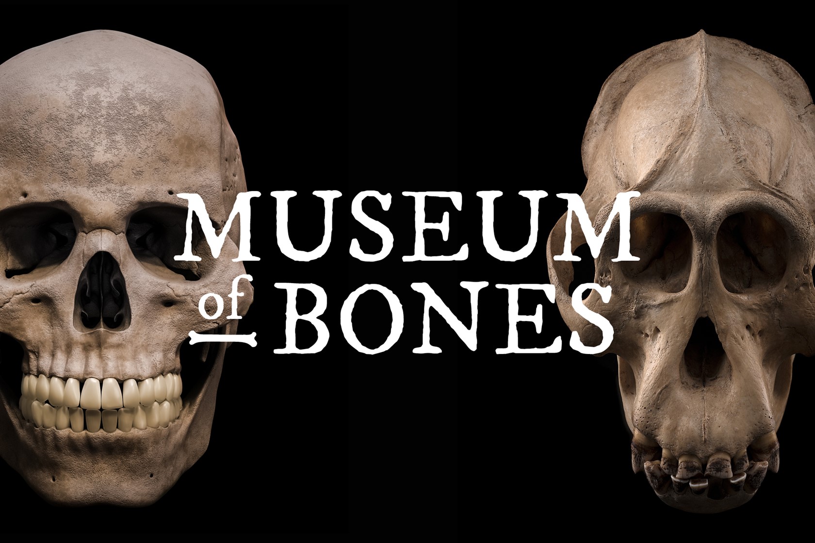 Museum of Bones header
