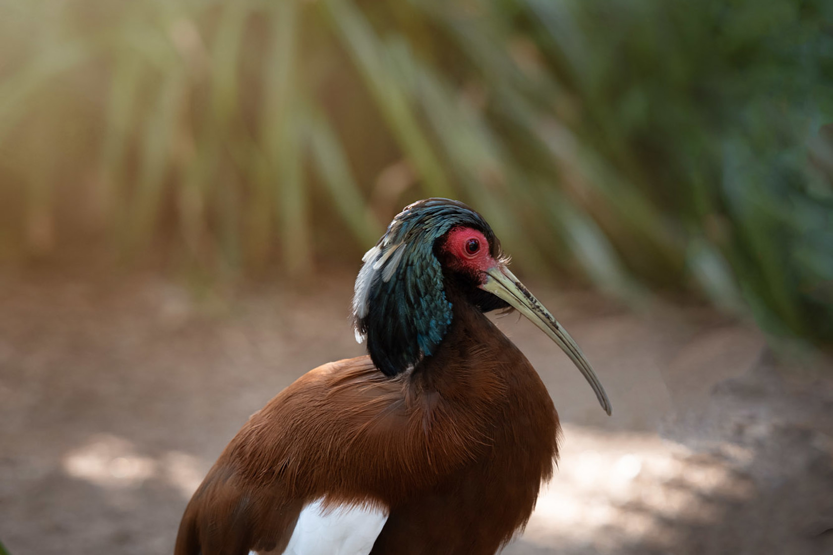 Madagascar Crested Ibis 2021 05