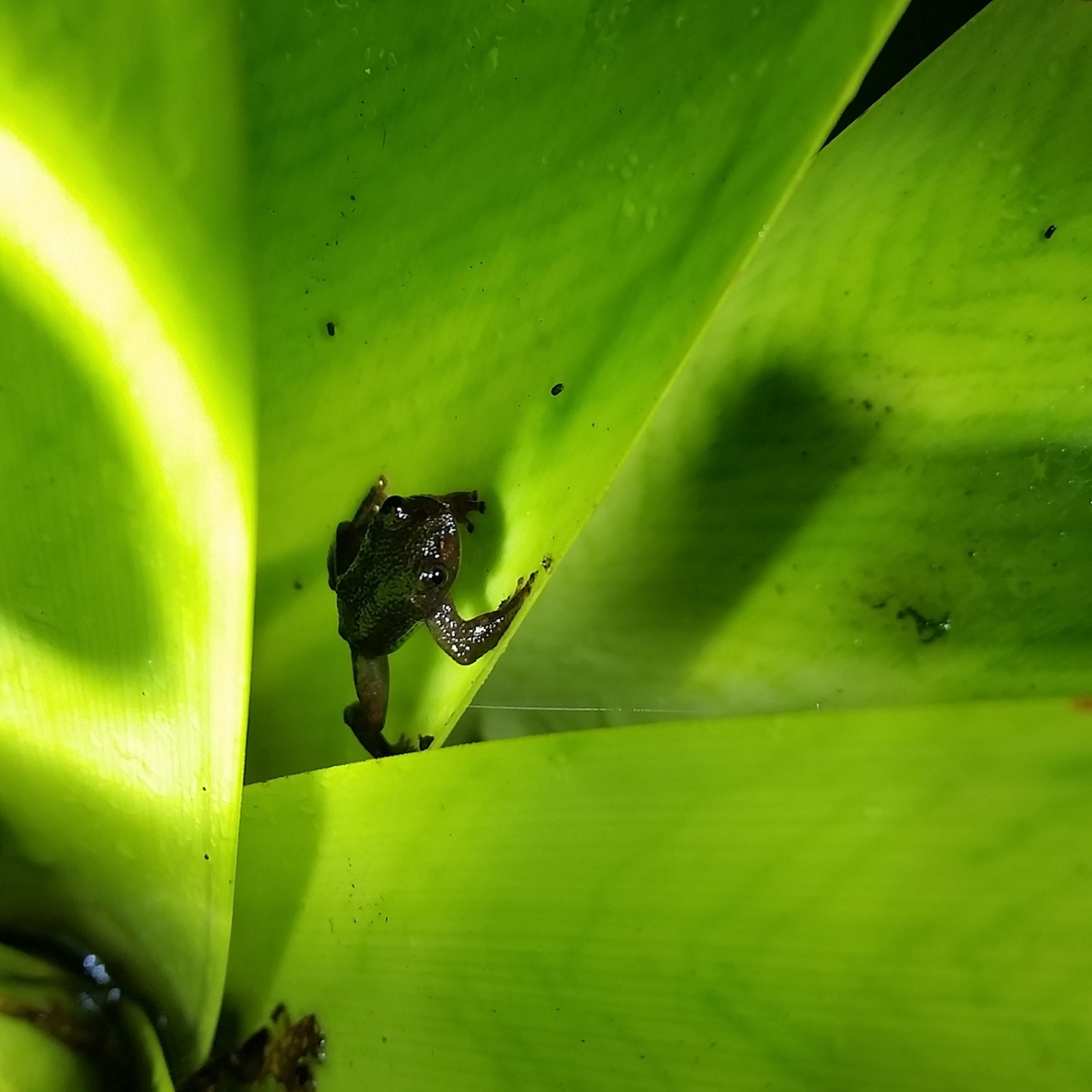 Adult Of Serranegra Frog In Bromeliad Izabela Barata