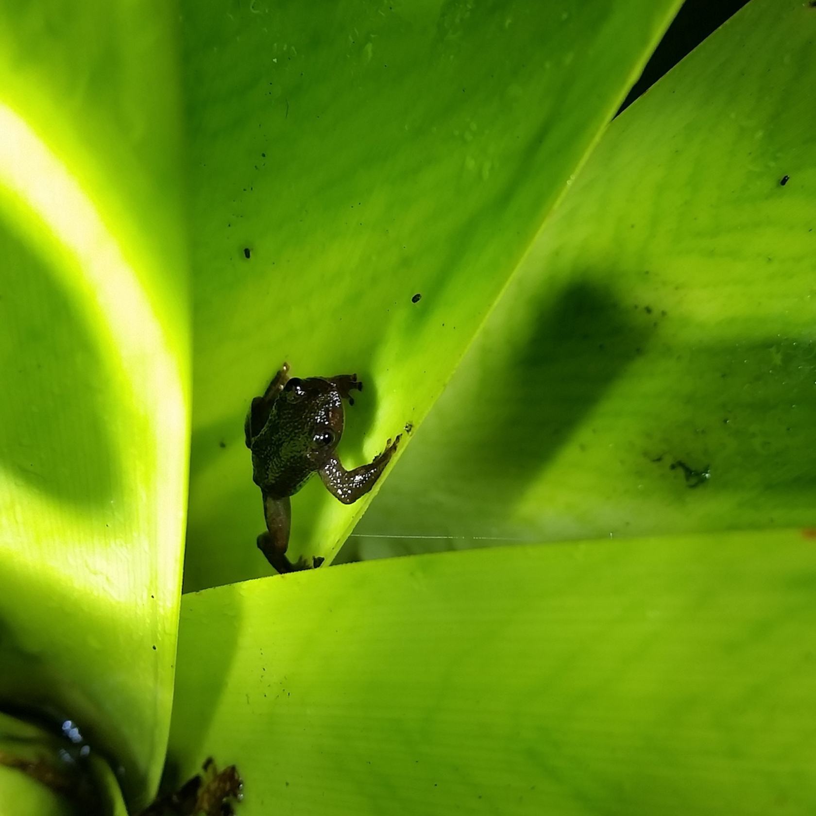 Adult Of Serranegra Frog In Bromeliad Izabela Barata