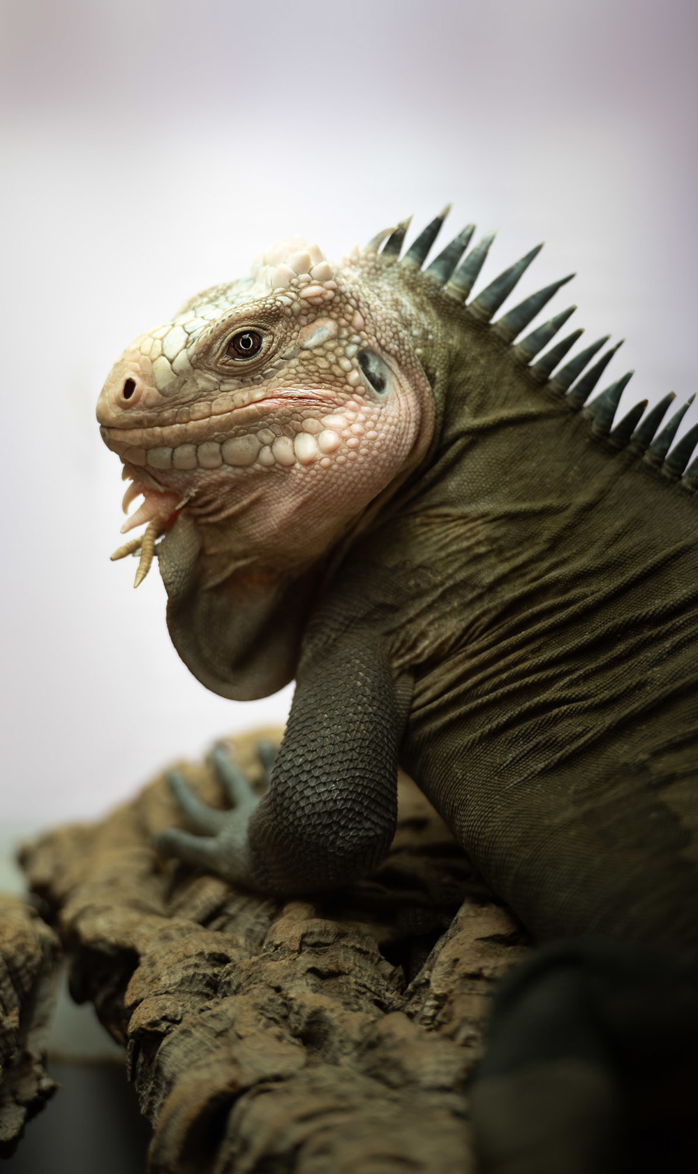 Lesser Antillean Iguana 2021 06