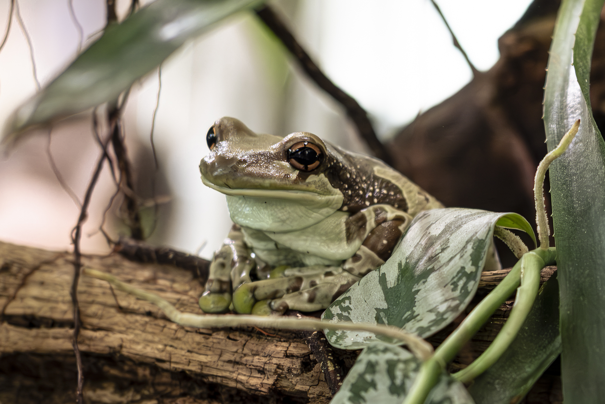 Mission Golden Eyed Tree Frog