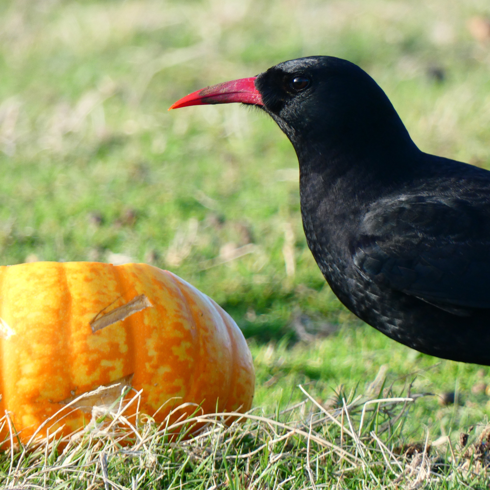 Halloween Enrichment. Photograph By Charlotte Dean.