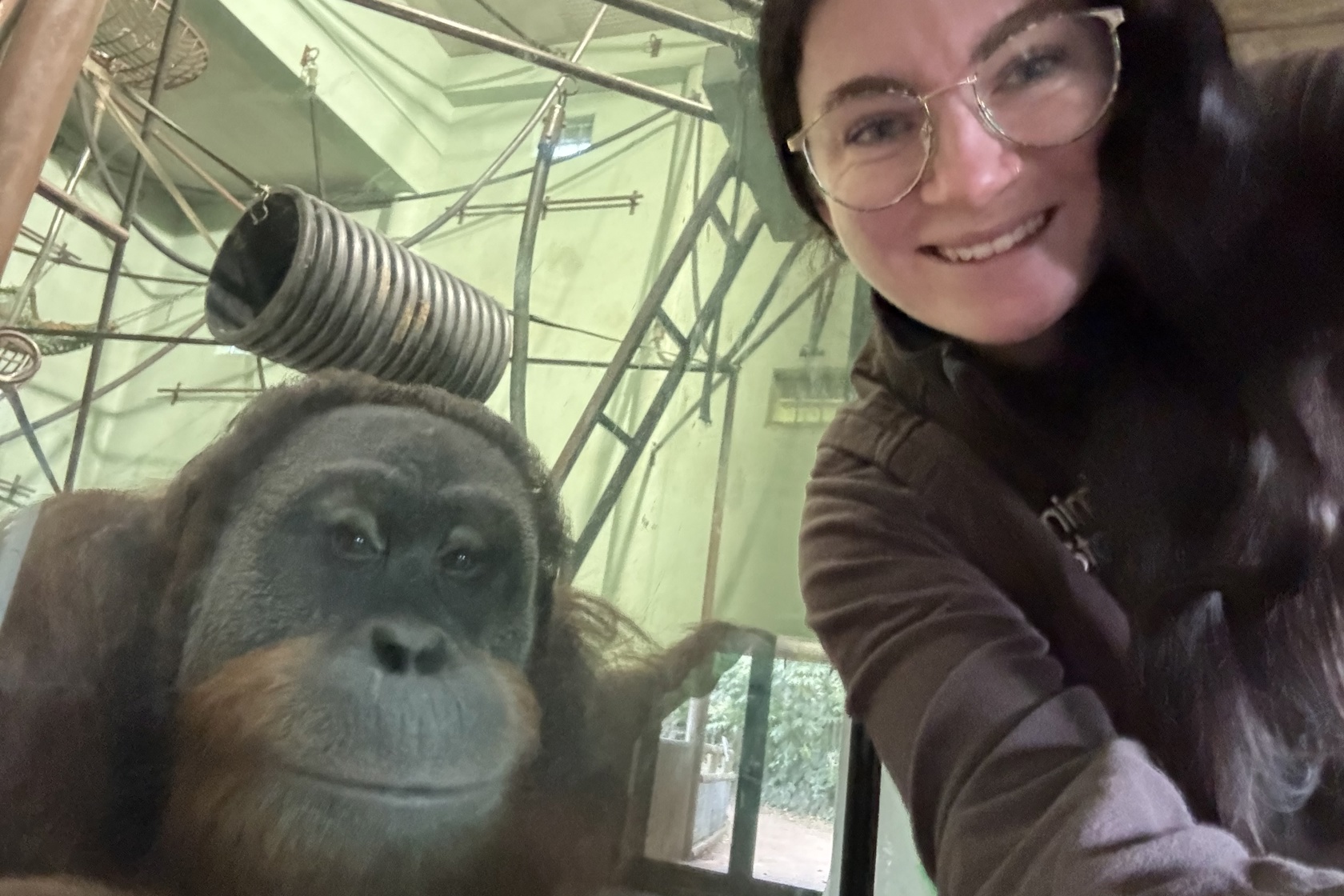 Mammal Keeper Aoife O'mahony And Jantho The Sumatran Orangutan