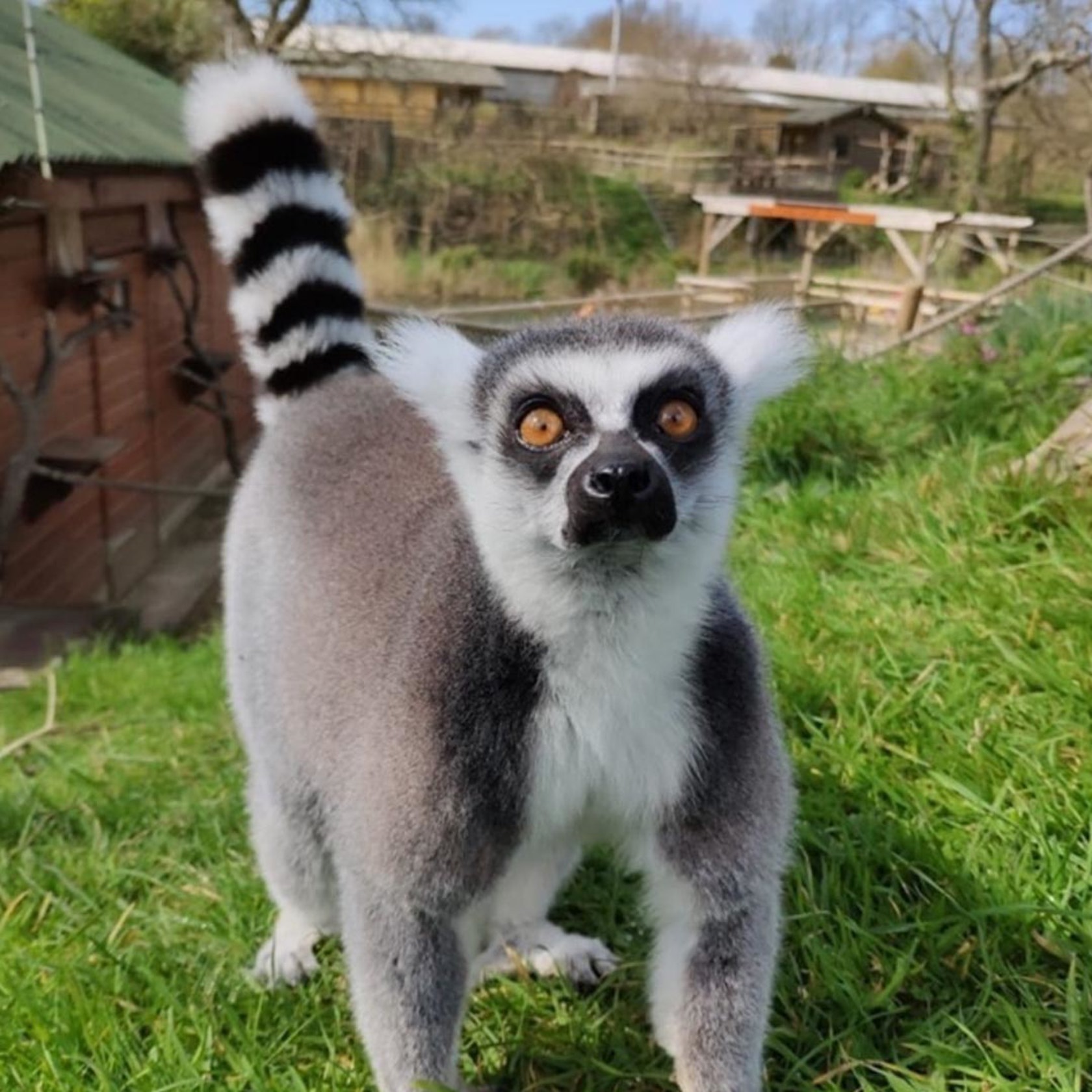 0002 Lemur