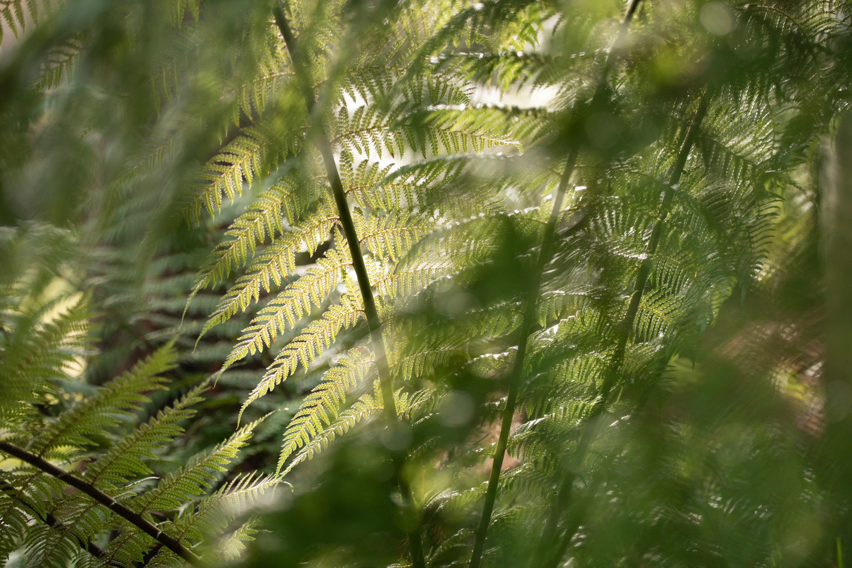 Zoo Flora 2021 10