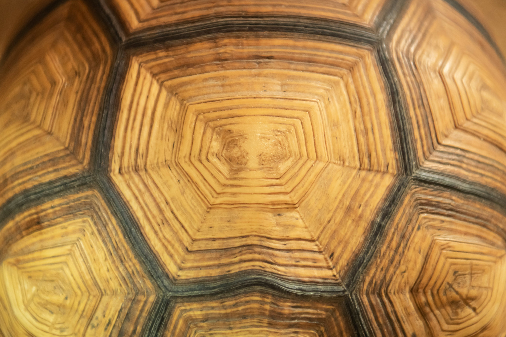 Close up of a Ploughshare Tortoise's shell