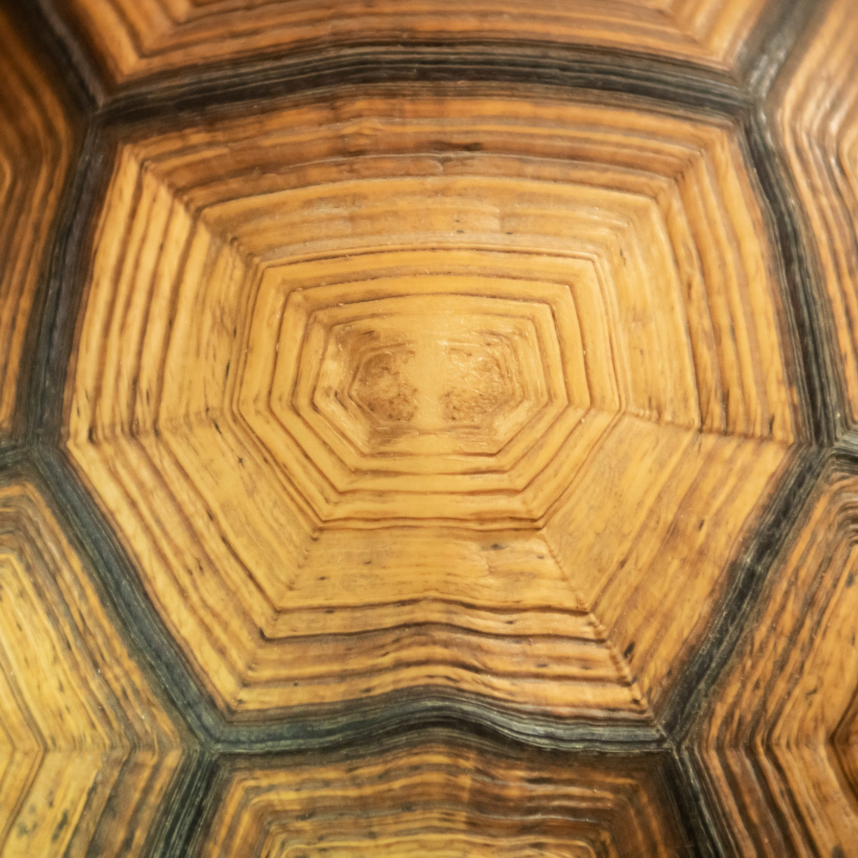 Close up of a Ploughshare Tortoise's shell