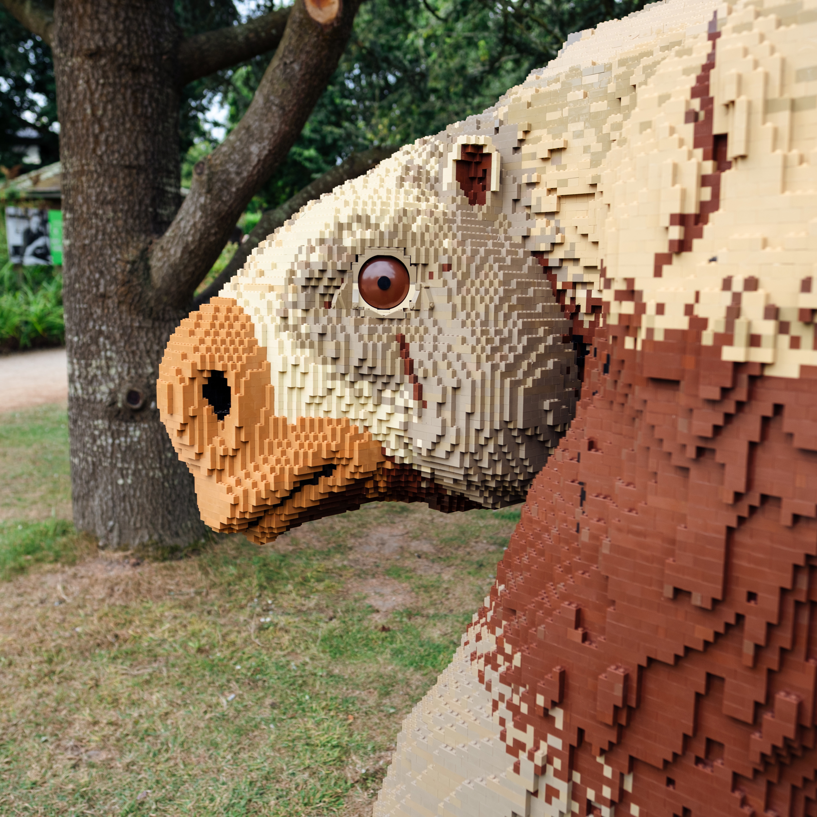 Giant Sloth Eye