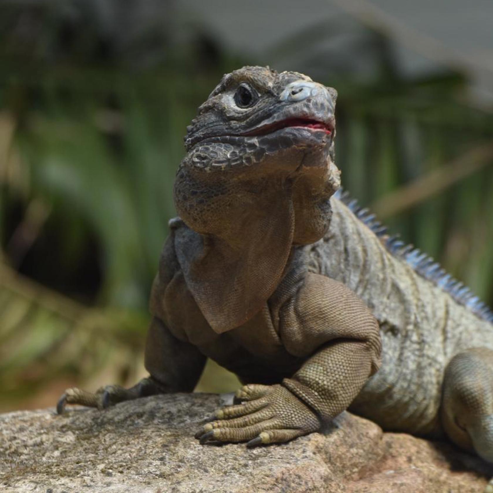 Jamaican Iguana 2