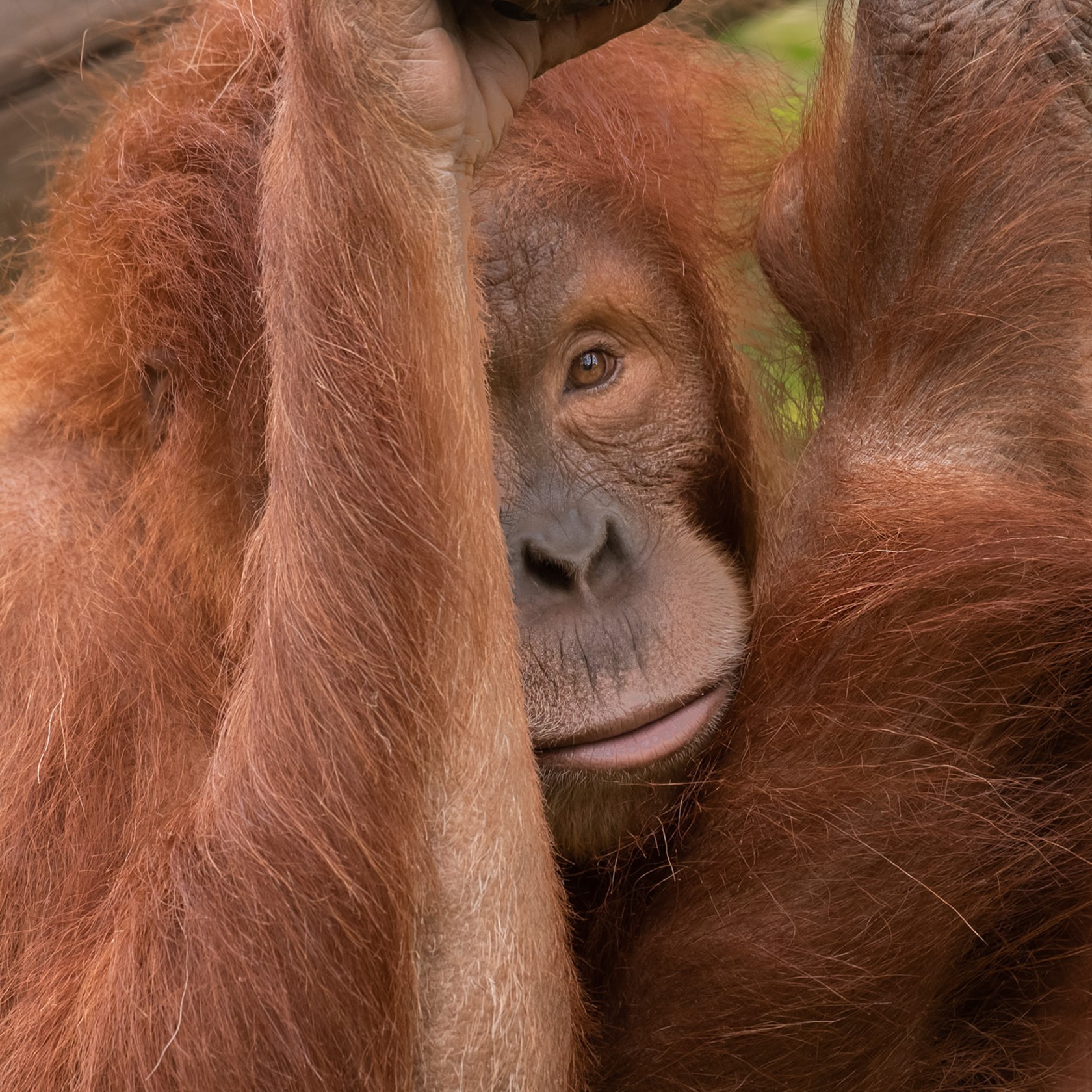 Sumatran Orangutan 2021 09