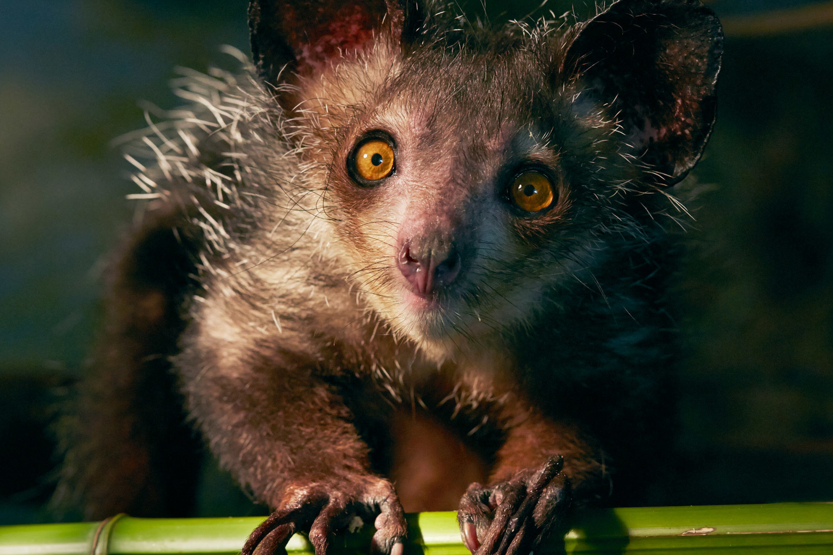 Aye-aye at Jersey Zoo