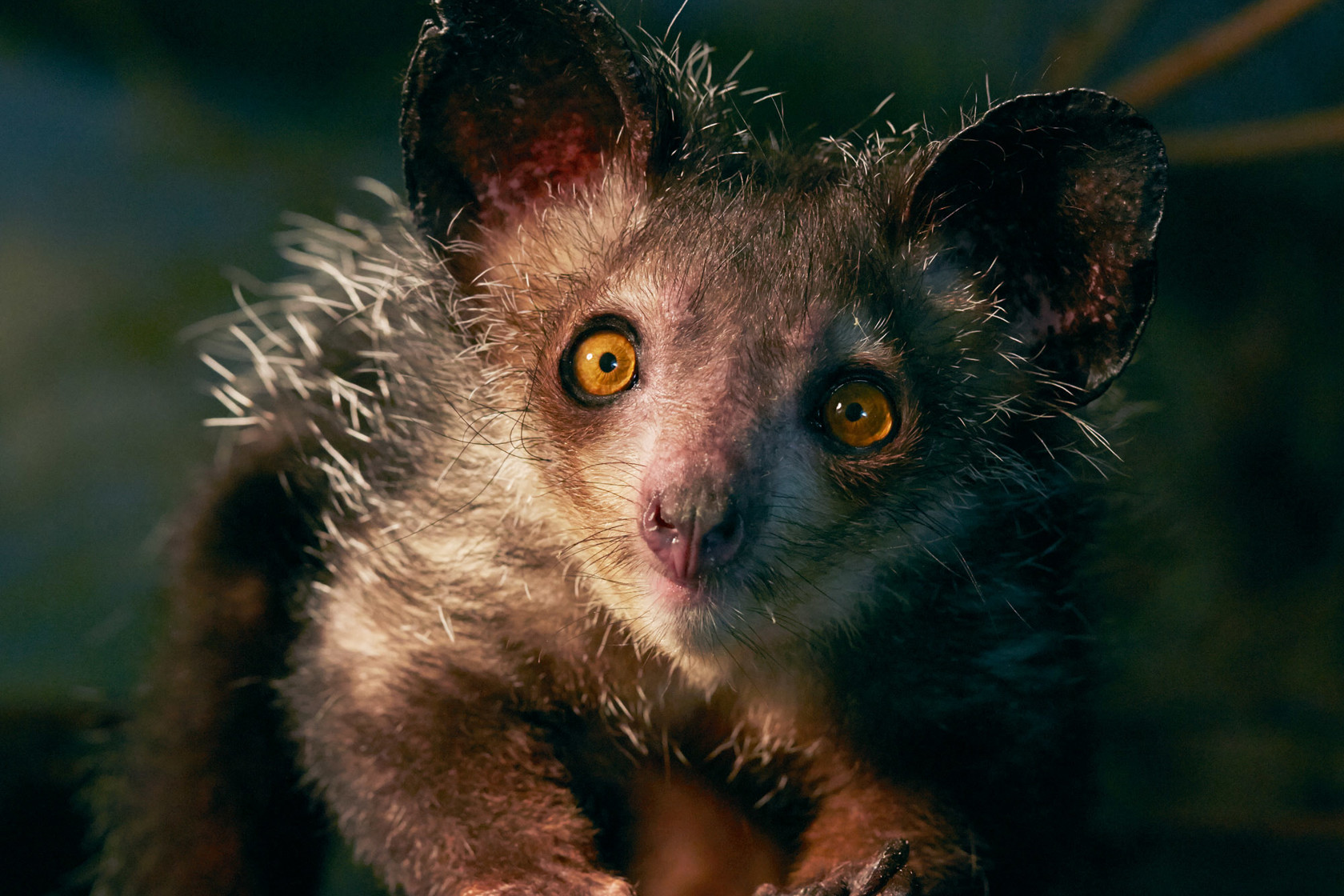 Aye-aye at Jersey Zoo