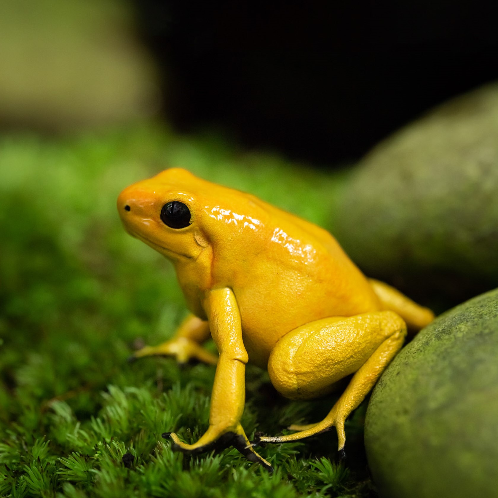 Golden Poison Dart Frog 2021 01