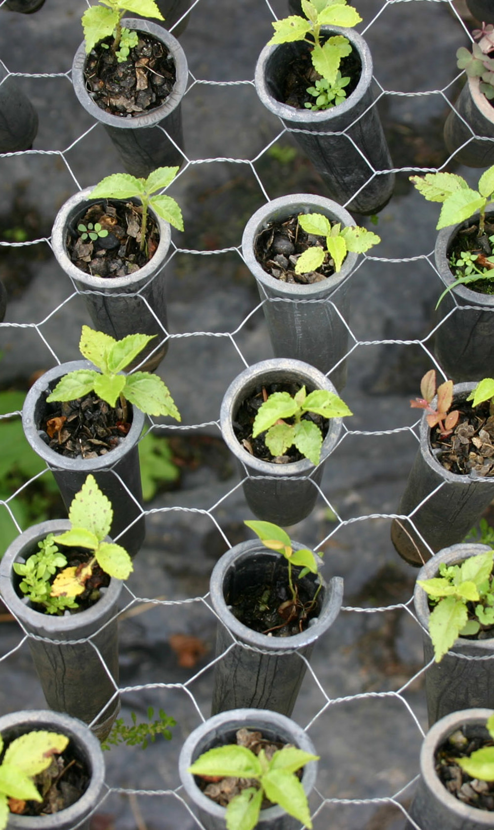 Pontal Family Run Nursery (1)