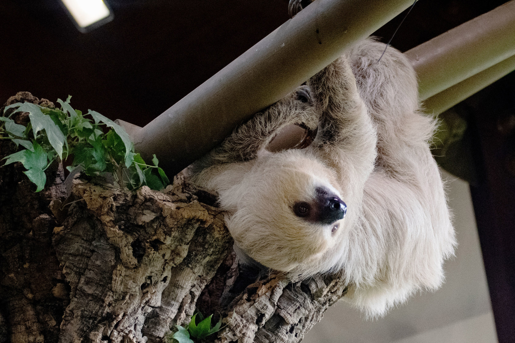 Terryslothcropped