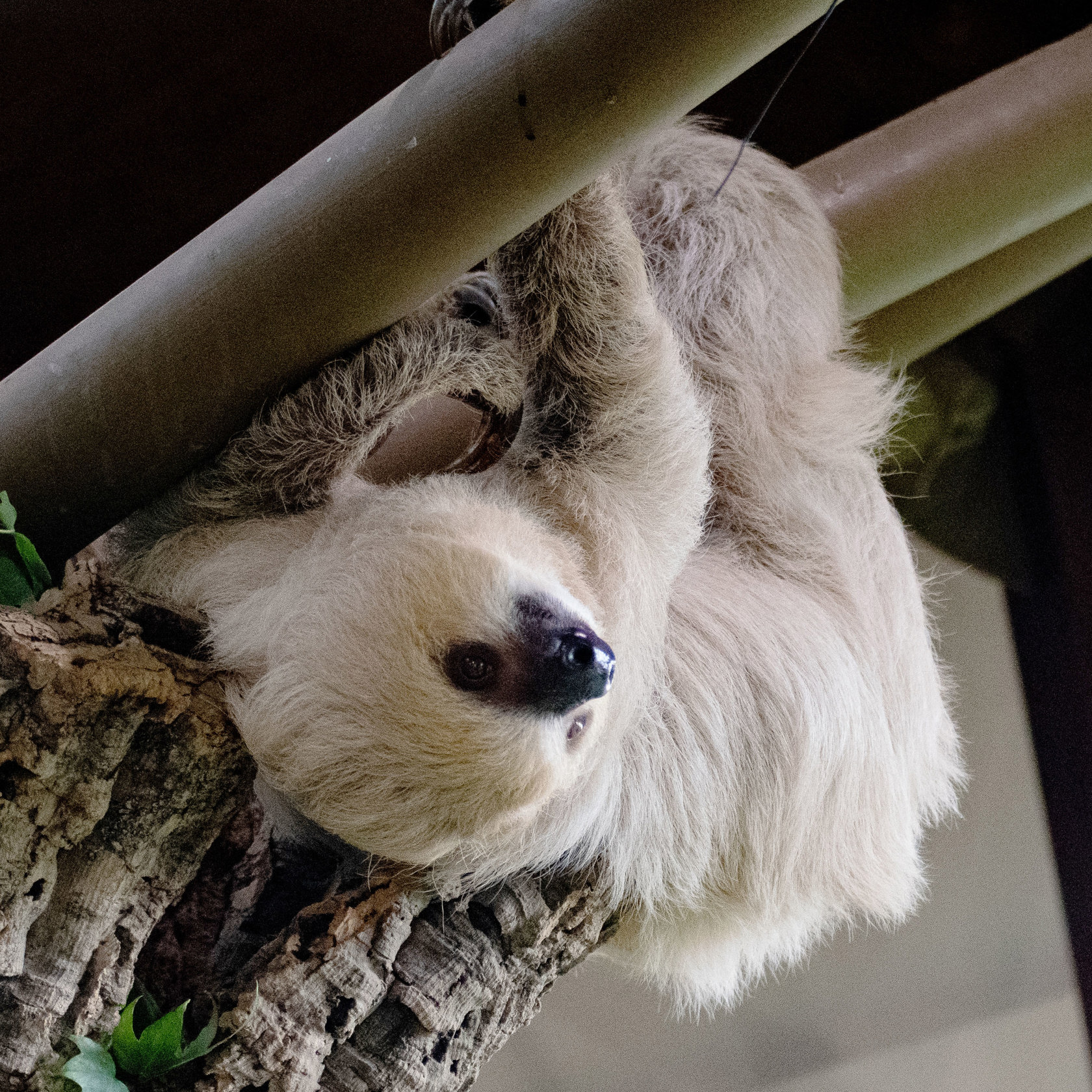 Terryslothcropped