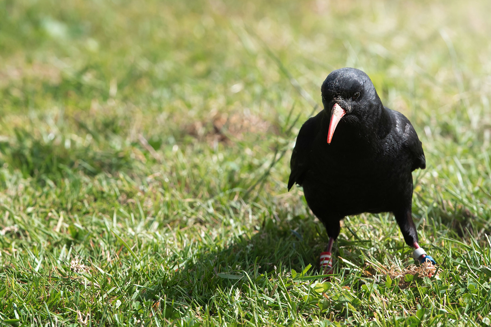 Choughs At Sorel 2021 16