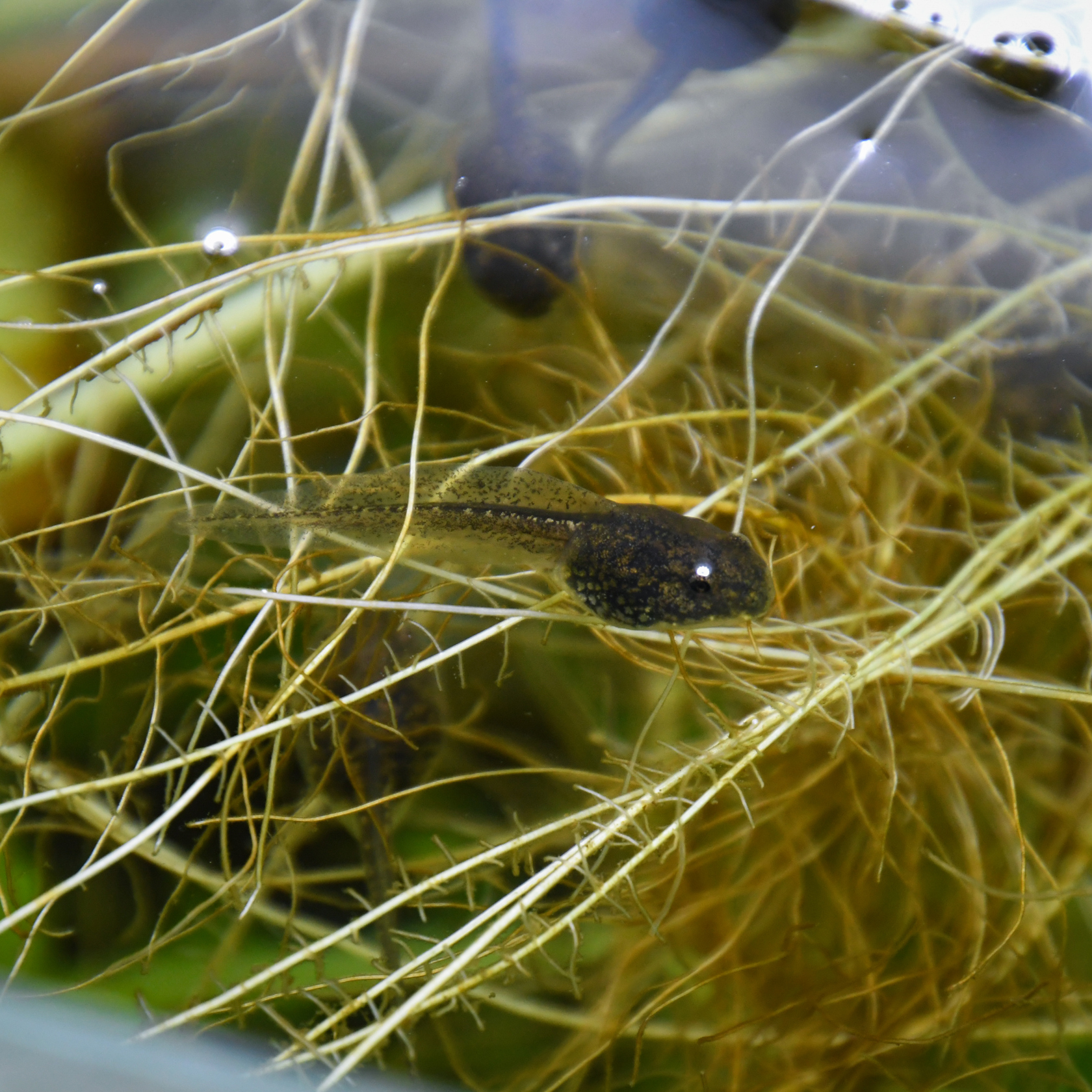 Agile Frog Tadpoles 002