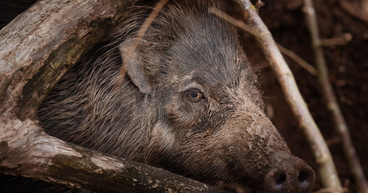 Warty Visayan warty pigs at Jersey Zoo | Durrell