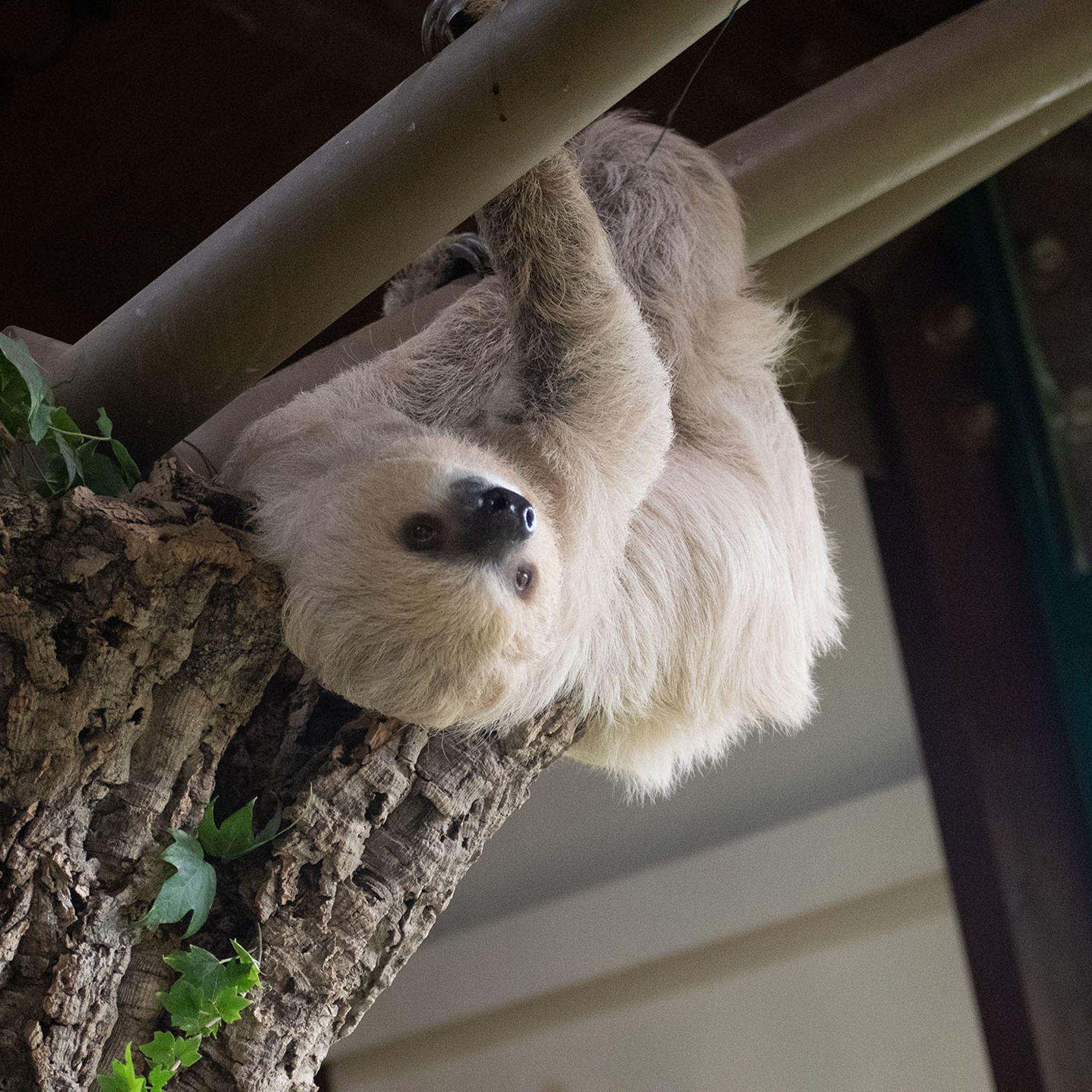 Two Toed Sloth 28.10.2022 31 (1)