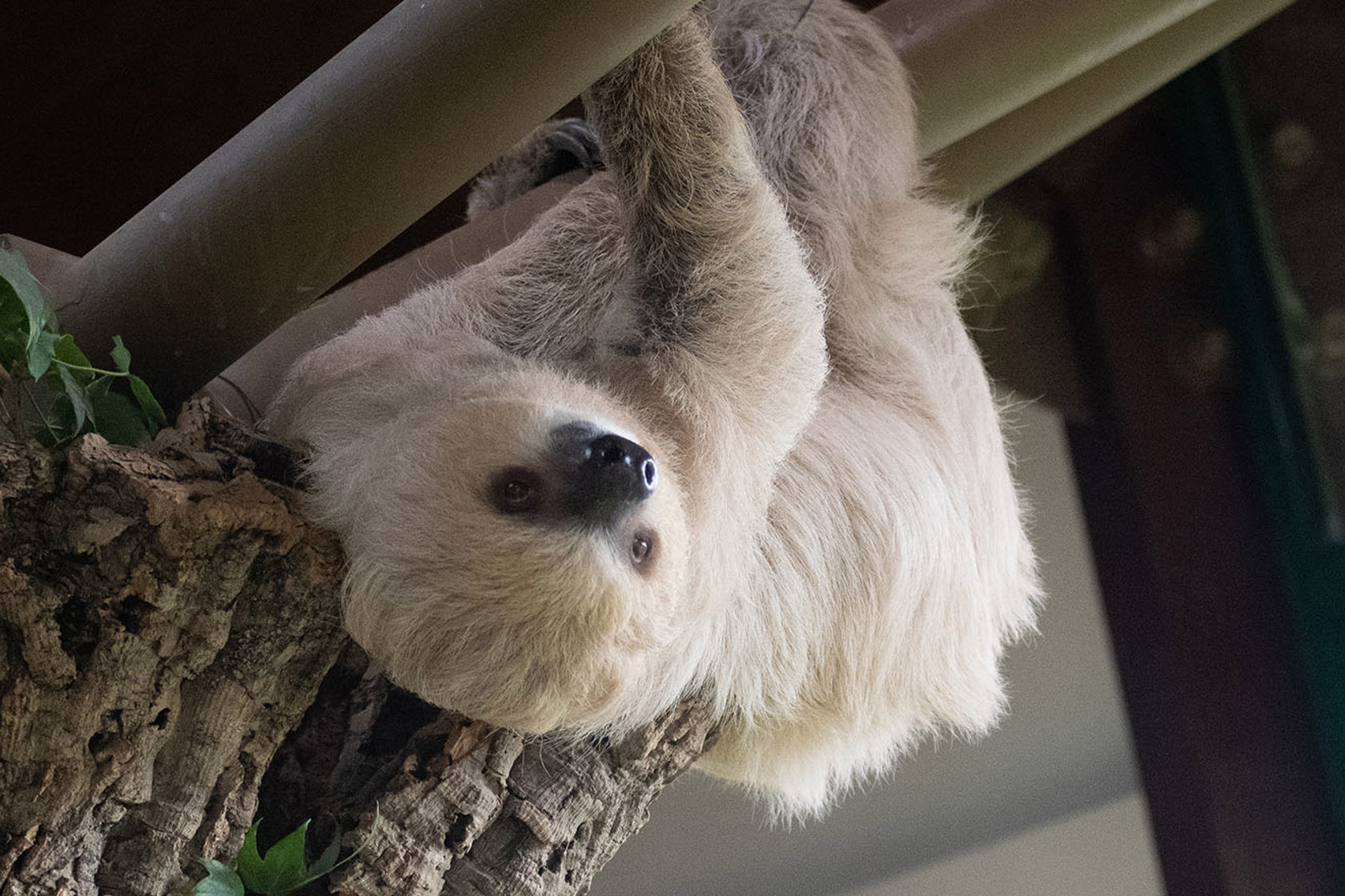 Two Toed Sloth 28.10.2022 31 (1)