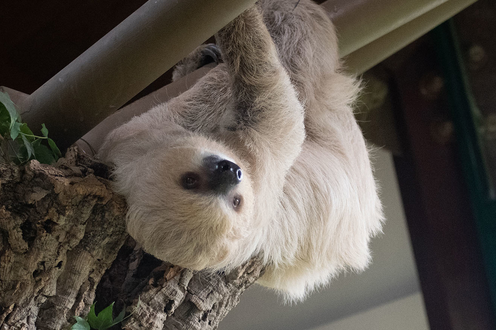 Two Toed Sloth 28.10.2022 31 (1)