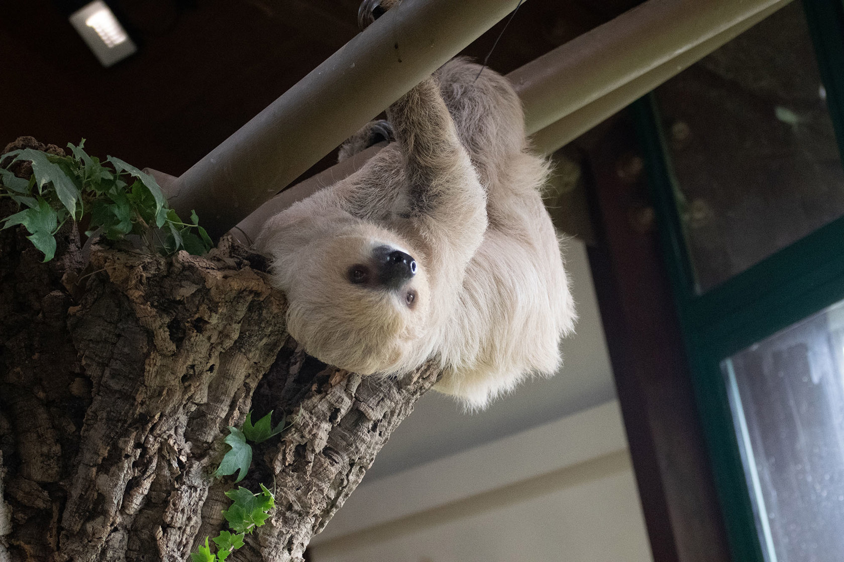 Two Toed Sloth 28.10.2022 31 (1)