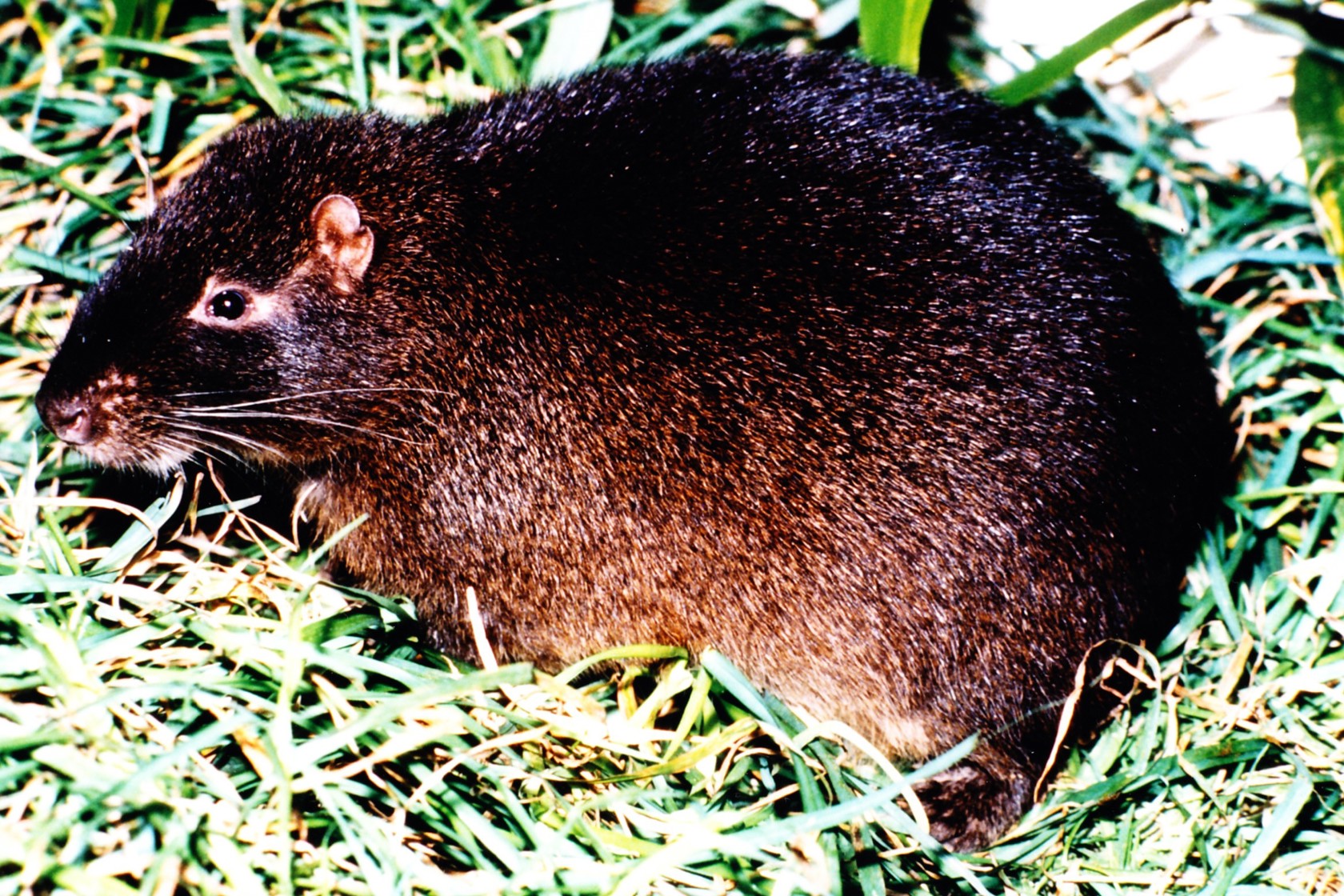 JAMAICAN HUTIA