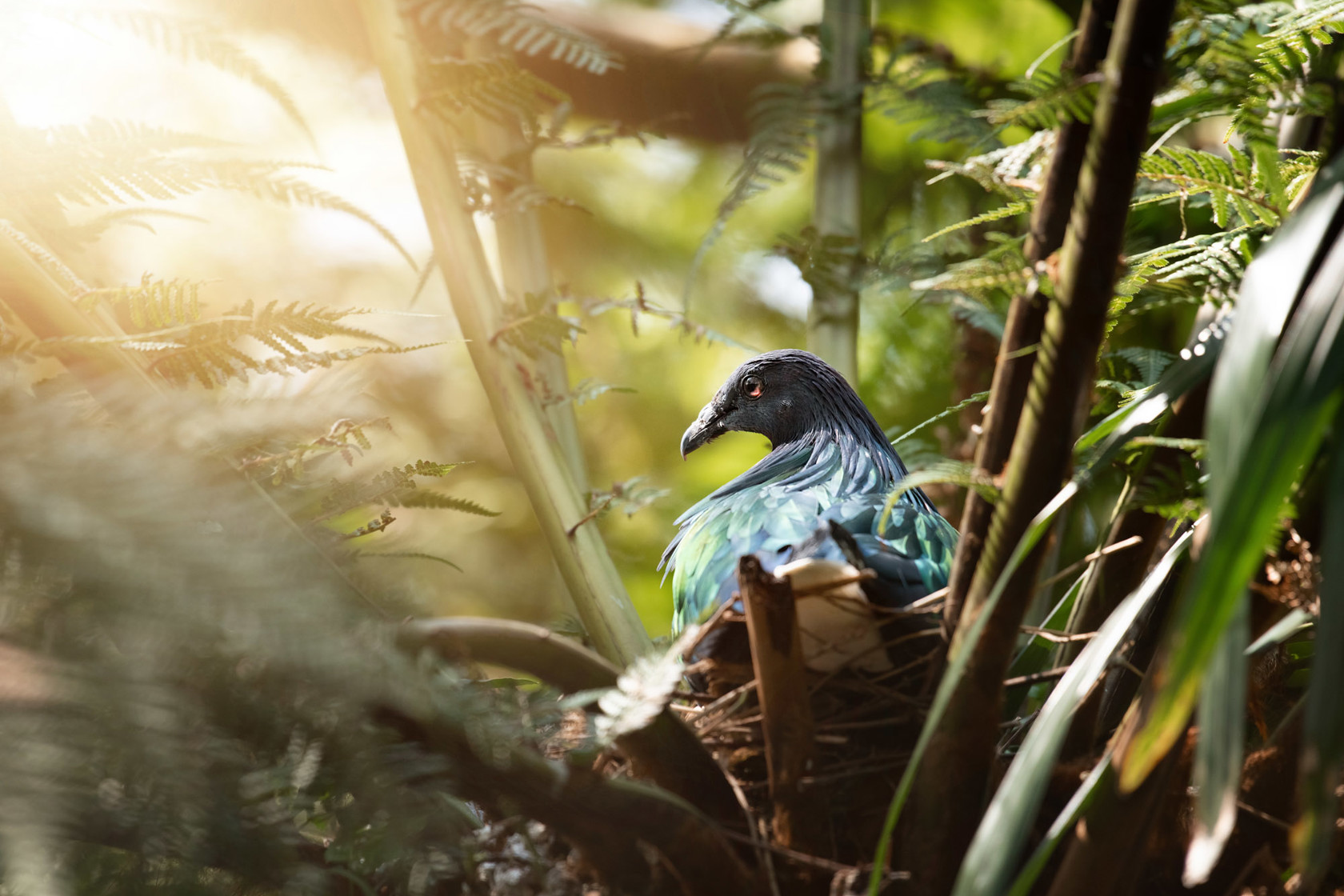 Nicobar Pigeon 2021 07