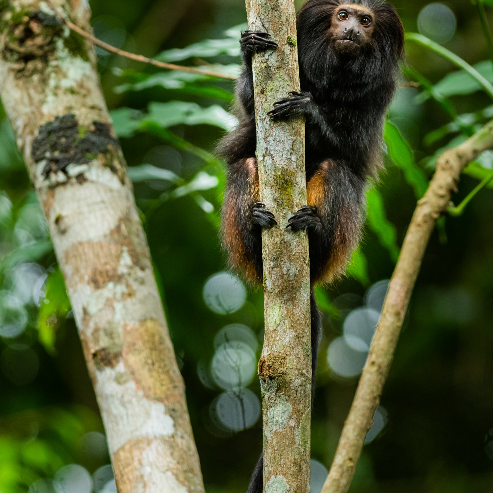 Rezende Black Lion Tamarin Brazil Species Image Credit Luis Palacios (4)