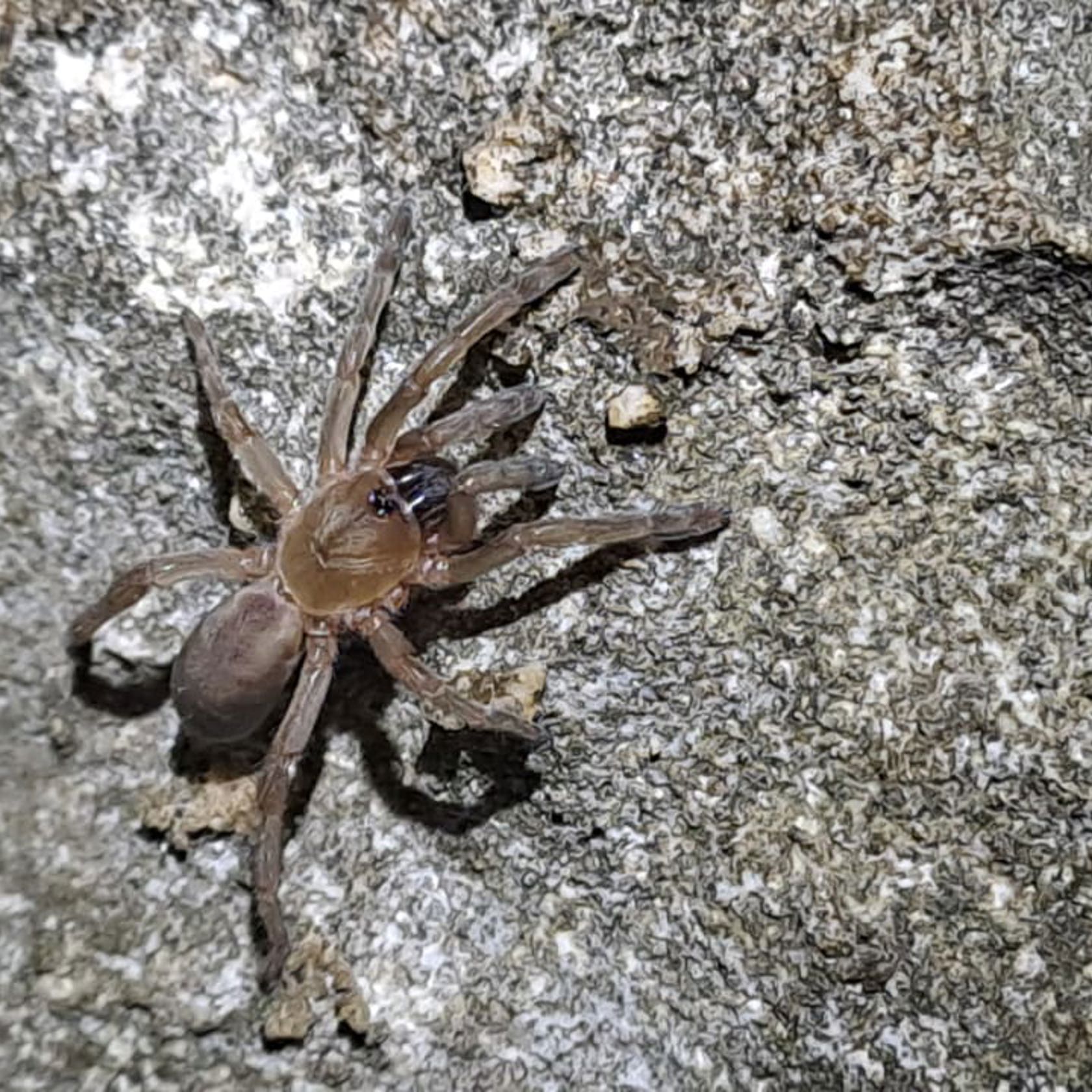 Trapdoor Spider 03