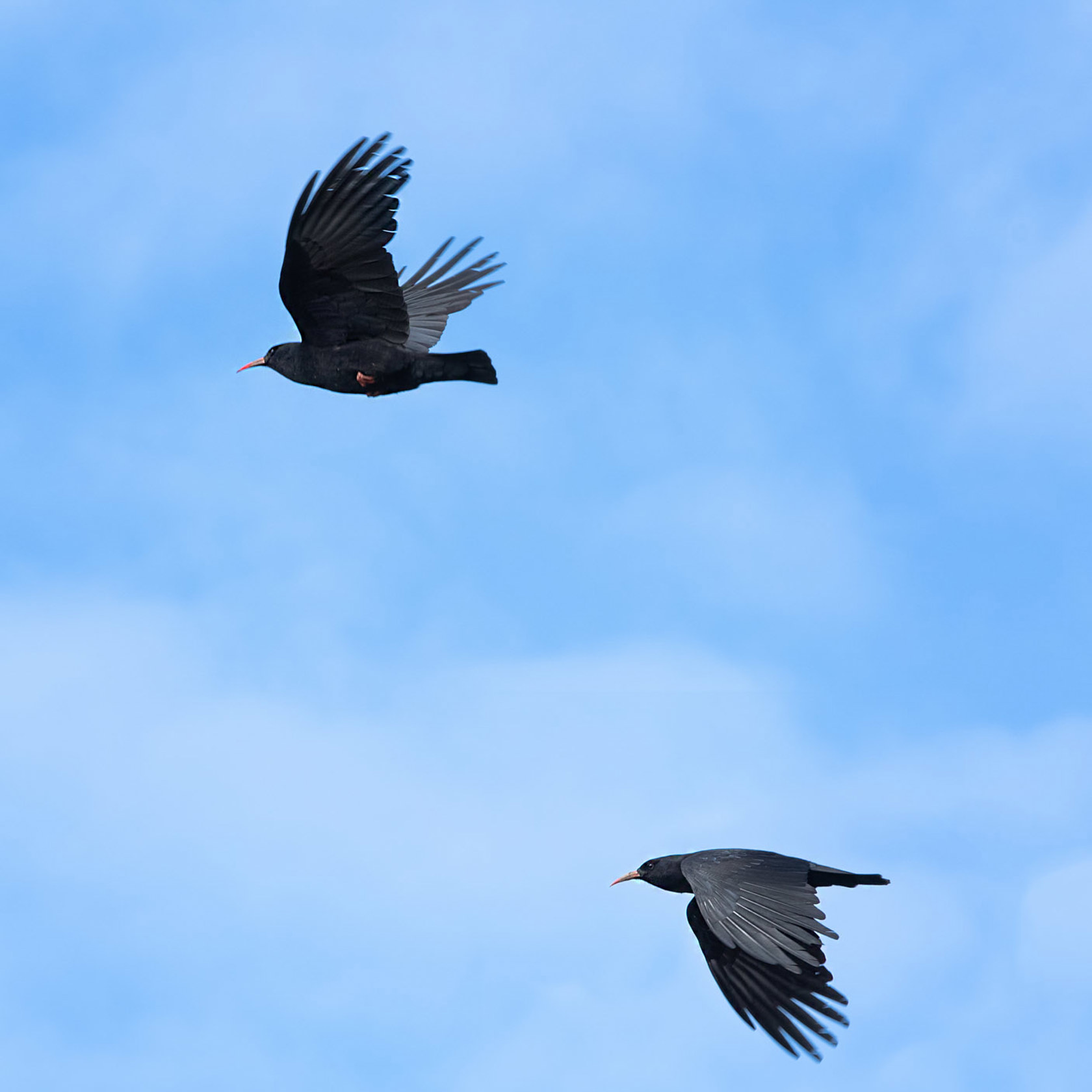 Choughs At Sorel 2021 23
