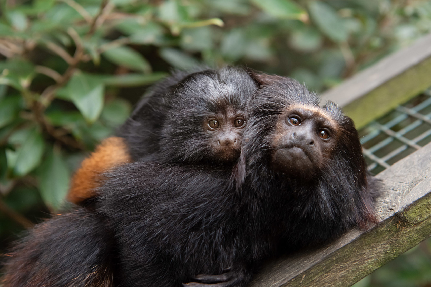 Black lion tamarin | Durrell